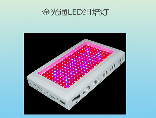 金光通LED组培灯